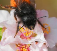 Detailed,Closeup,On,A,Horned,Female,European,Orchard,Mason,Bee,