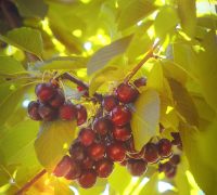 Lambert,Cherries,Growing,In,A,Tree,Along,Flathead,Lake,,Montana