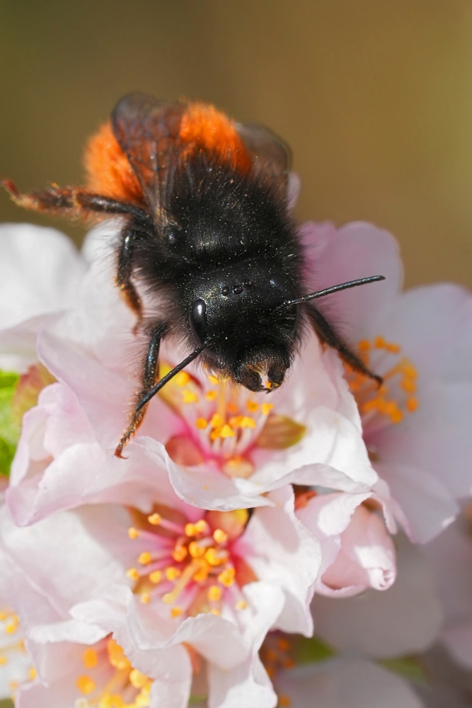 Detailed,Closeup,On,A,Horned,Female,European,Orchard,Mason,Bee,