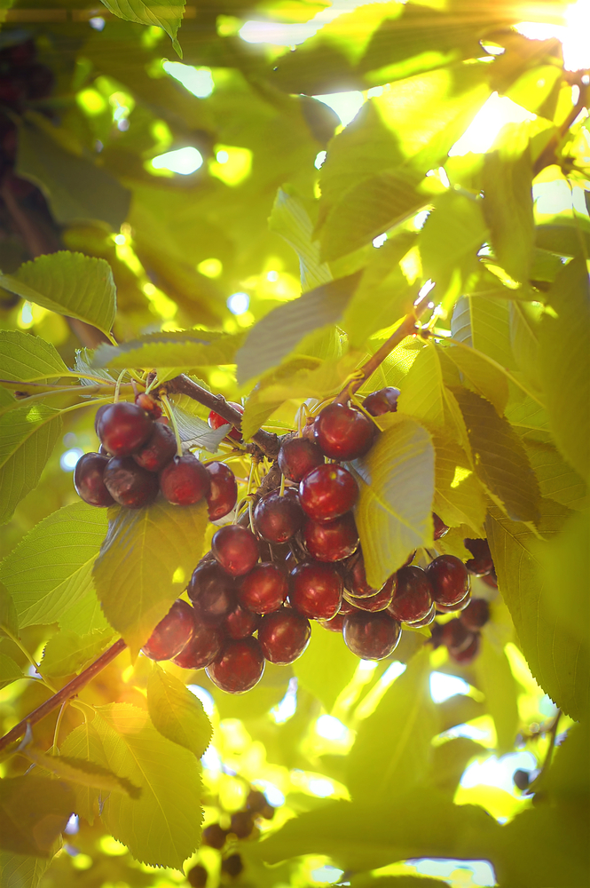 Lambert,Cherries,Growing,In,A,Tree,Along,Flathead,Lake,,Montana